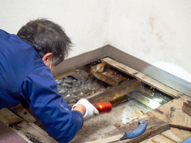 Best HVAC Mold Remediation in Reese, MI