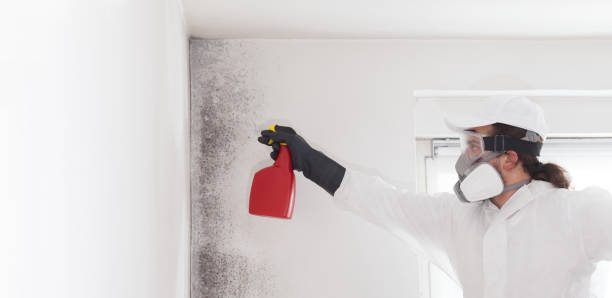 Best Residential Mold Remediation in Reese, MI