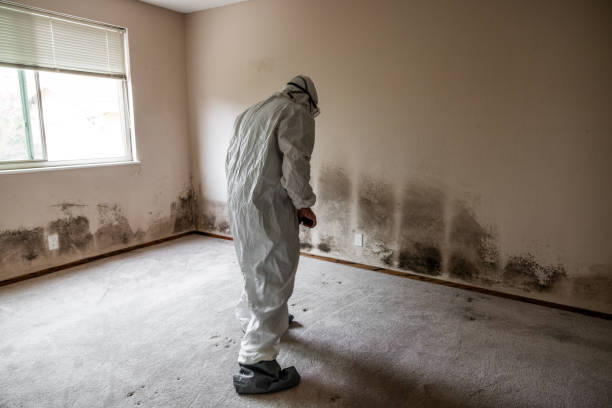 Best HVAC Mold Remediation in Reese, MI