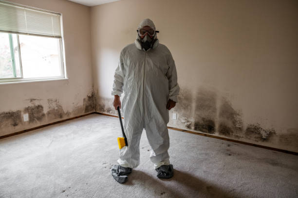 Best Attic Mold Remediation in Reese, MI