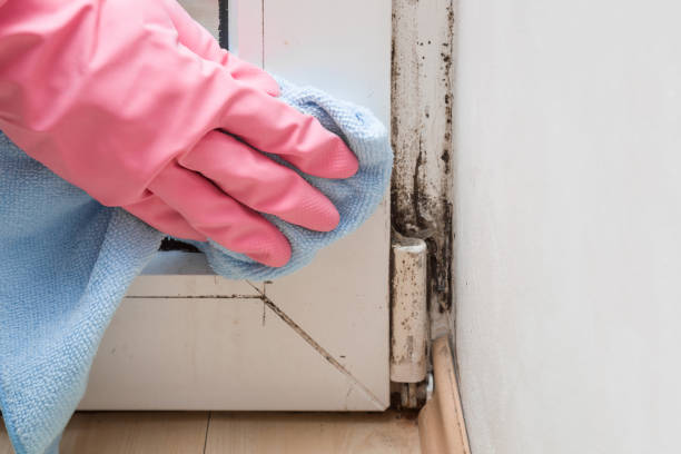 Best Bathroom Mold Remediation in Reese, MI