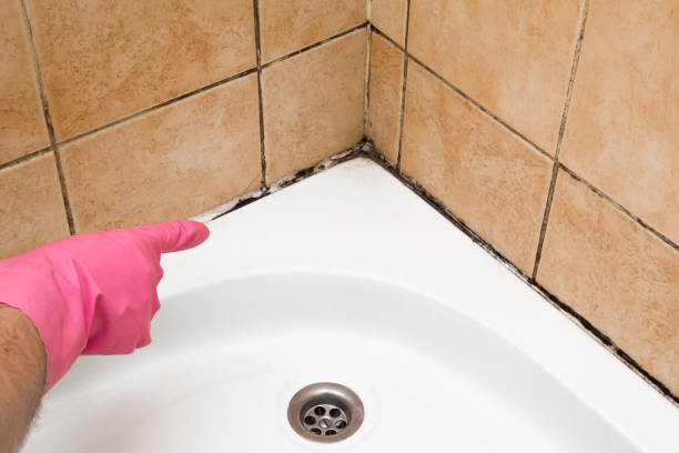 Best Preventive Mold Services in Reese, MI